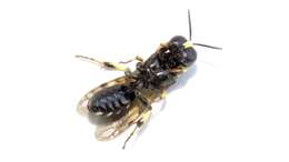 Image de Crossocerus maculipennis (F. Smith 1856)