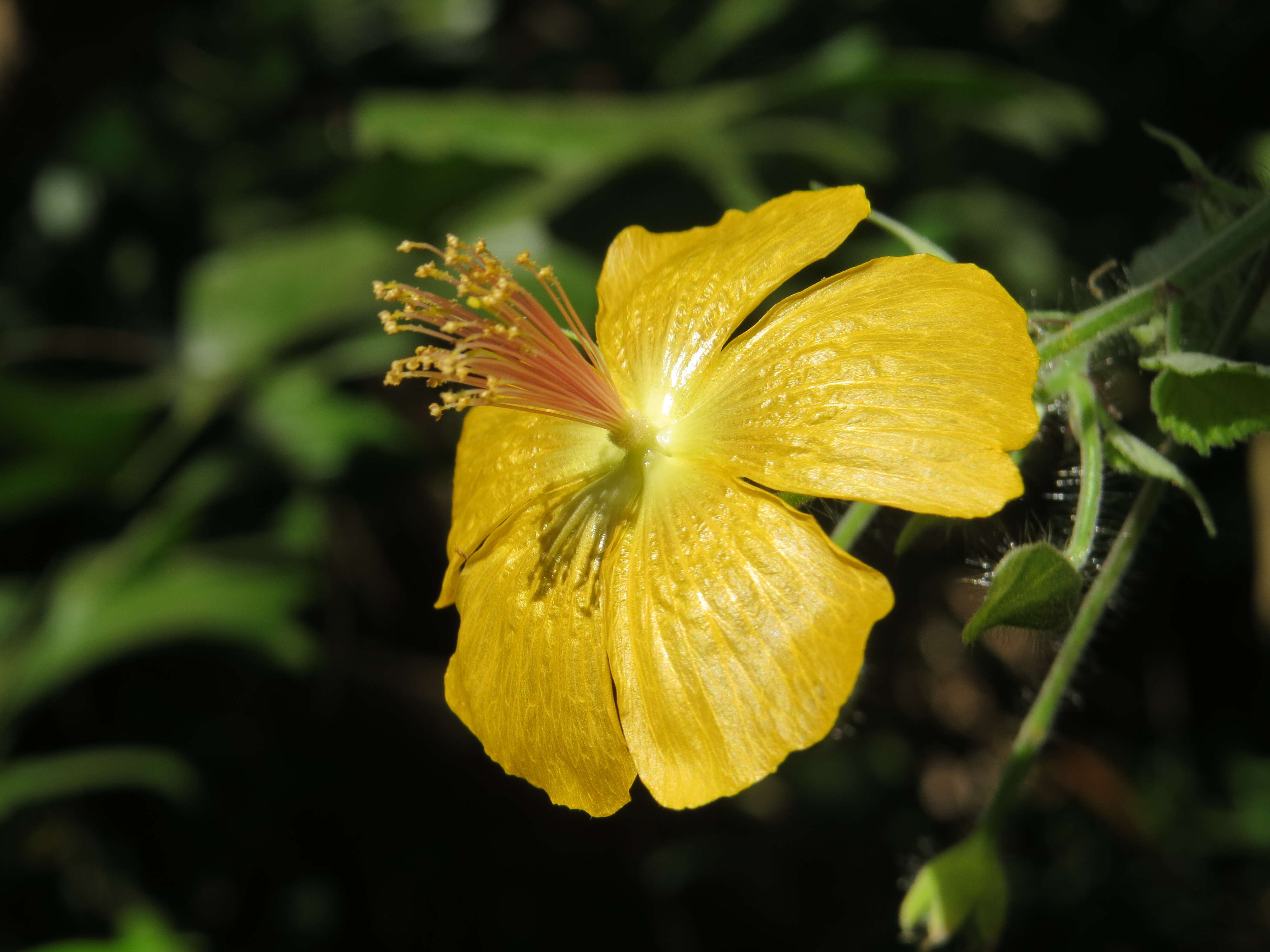 Image of Abutilon persicum (Burm. fil.) Merr.