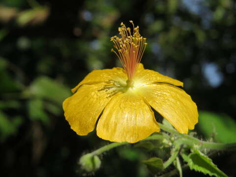 Image of Abutilon persicum (Burm. fil.) Merr.