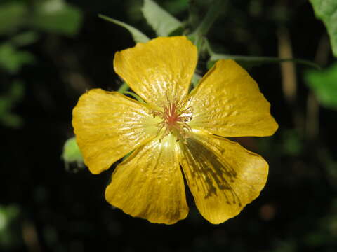 Image of Abutilon persicum (Burm. fil.) Merr.