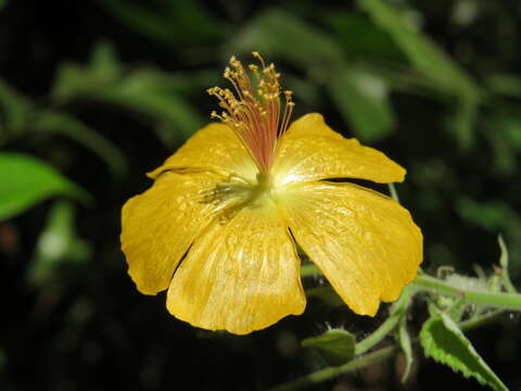 Image of Abutilon persicum (Burm. fil.) Merr.