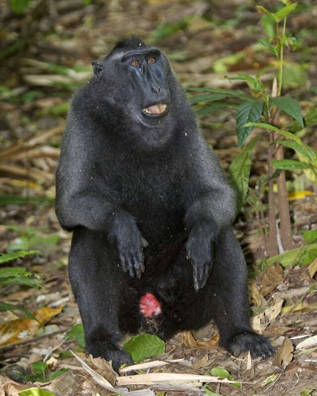 Image of Celebes crested macaque