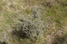 صورة Coprosma dumosa (Cheeseman) G. T. Jane