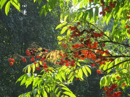 Image of tulip-wood tree