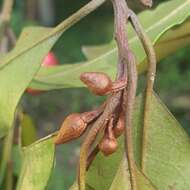 Image of Galbulimima belgraveana (F. Müll.) Sprague