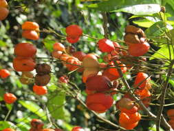 Image of tulip-wood tree