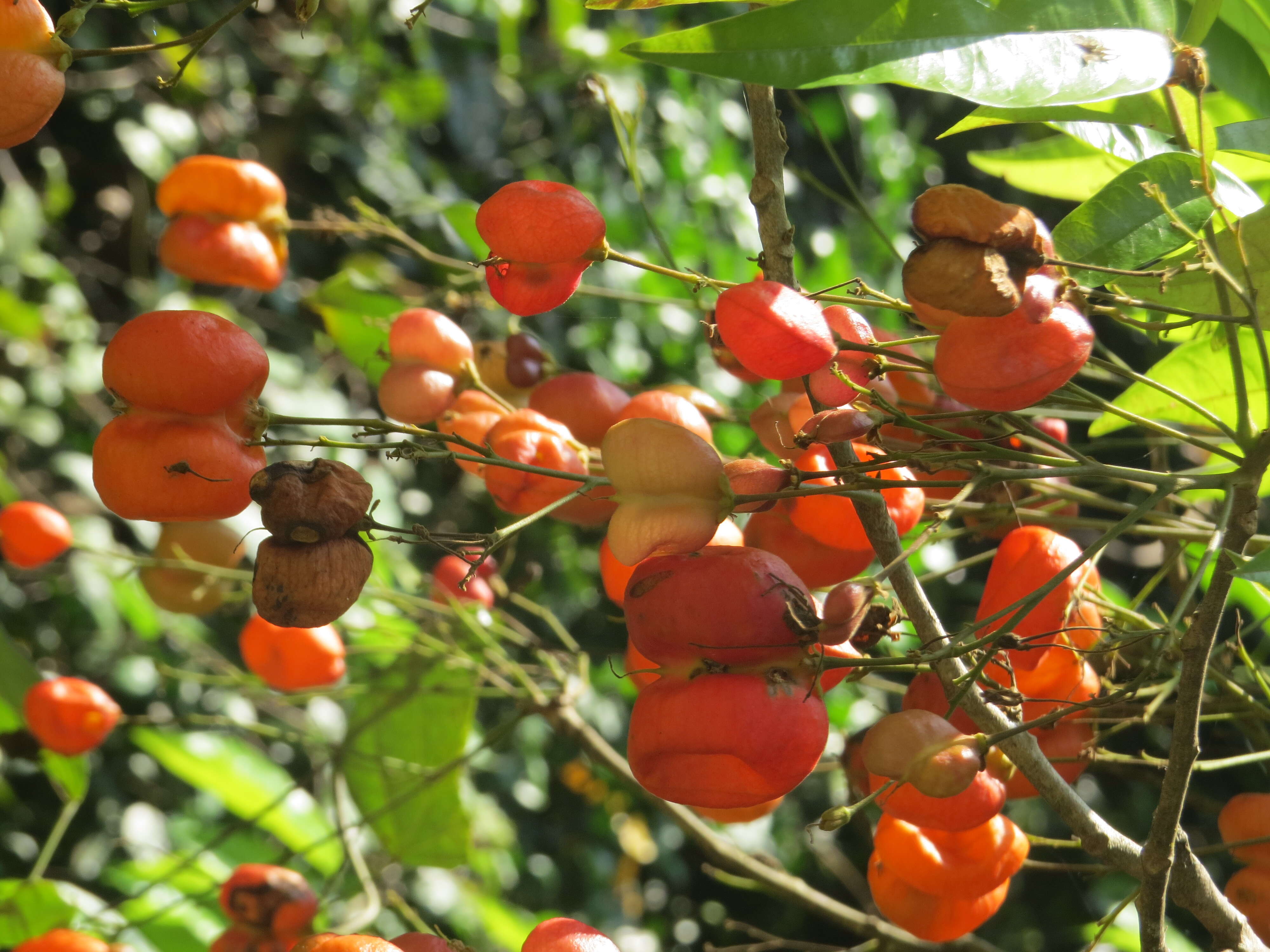 Image of tulip-wood tree