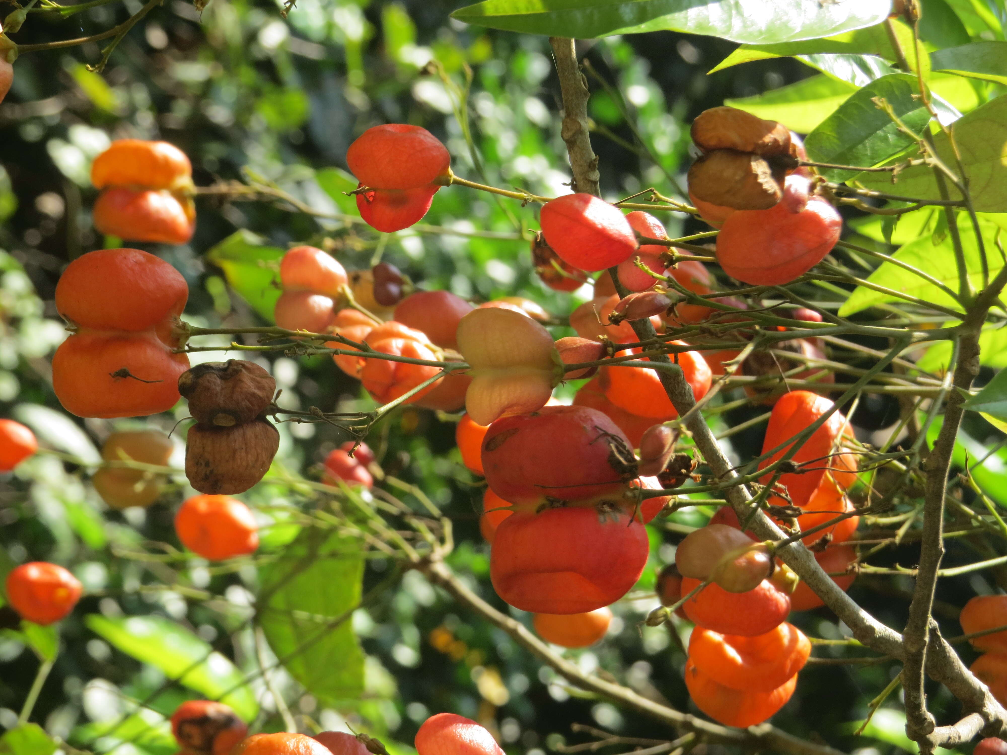 Image of tulip-wood tree