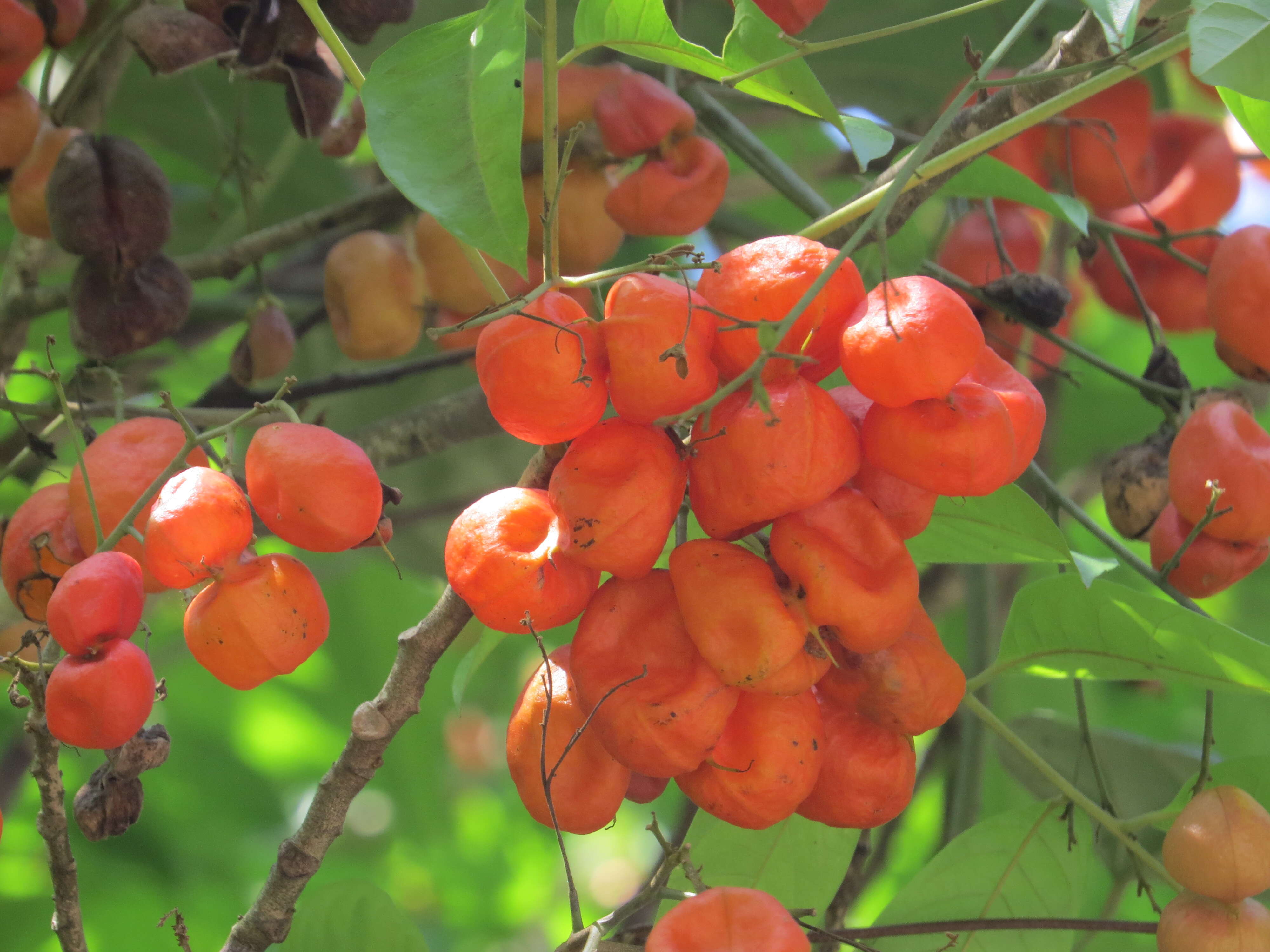 Image of tulip-wood tree