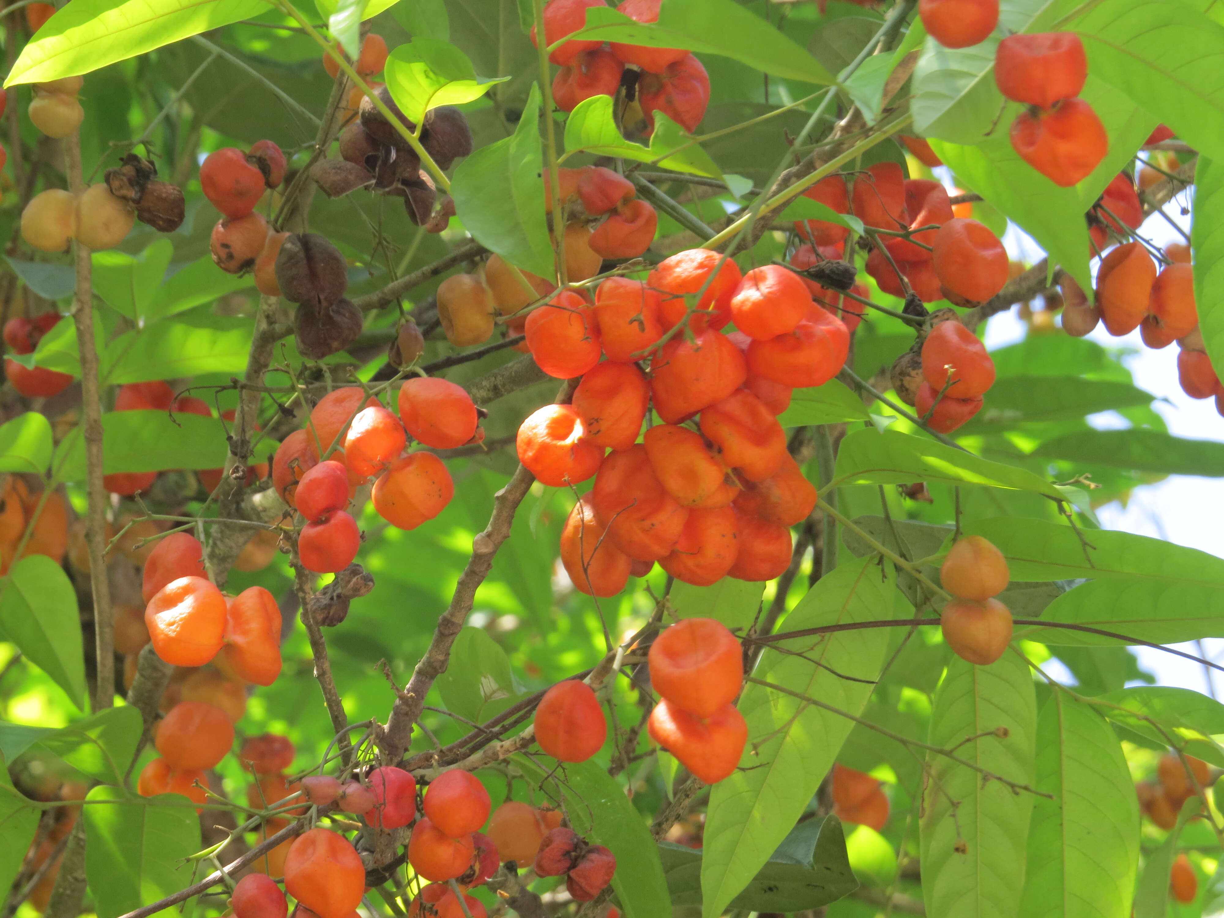 Image of tulip-wood tree