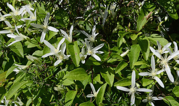 Image of Clematis pubescens Hueg. ex Endl.