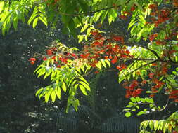 Image of tulip-wood tree