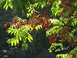 Image of tulip-wood tree