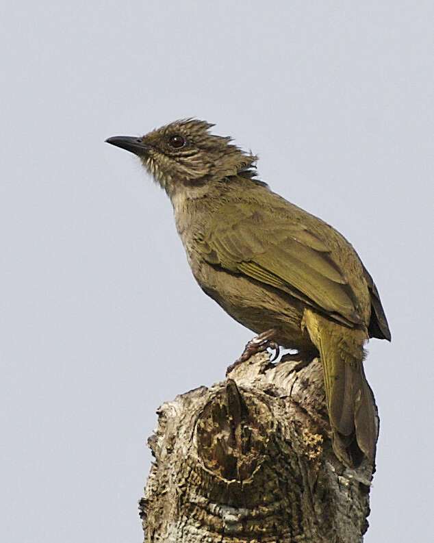 Image of Olive-winged Bulbul