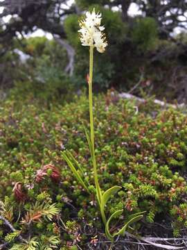 Image of sticky tofieldia