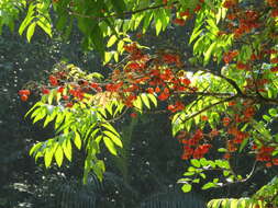 Image of tulip-wood tree