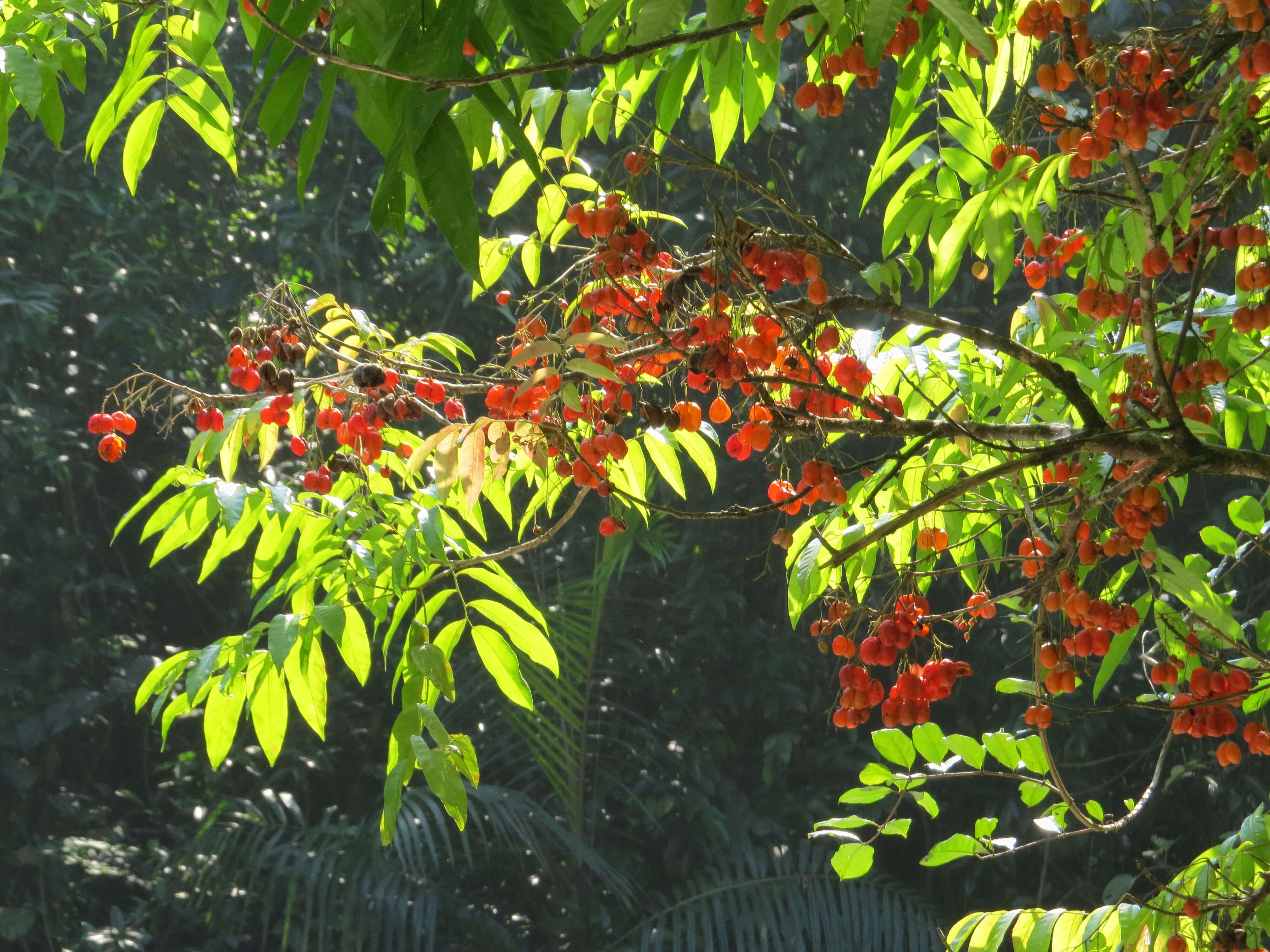 Image of tulip-wood tree