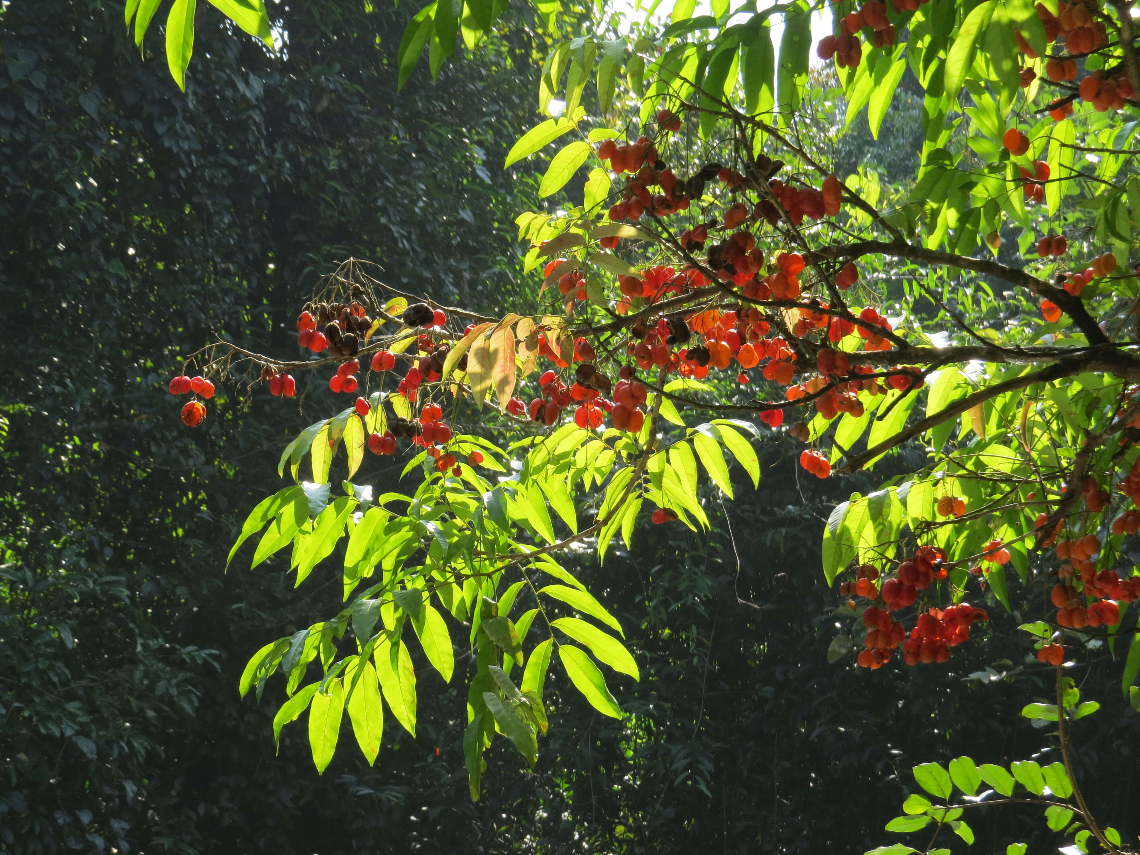 Image of tulip-wood tree