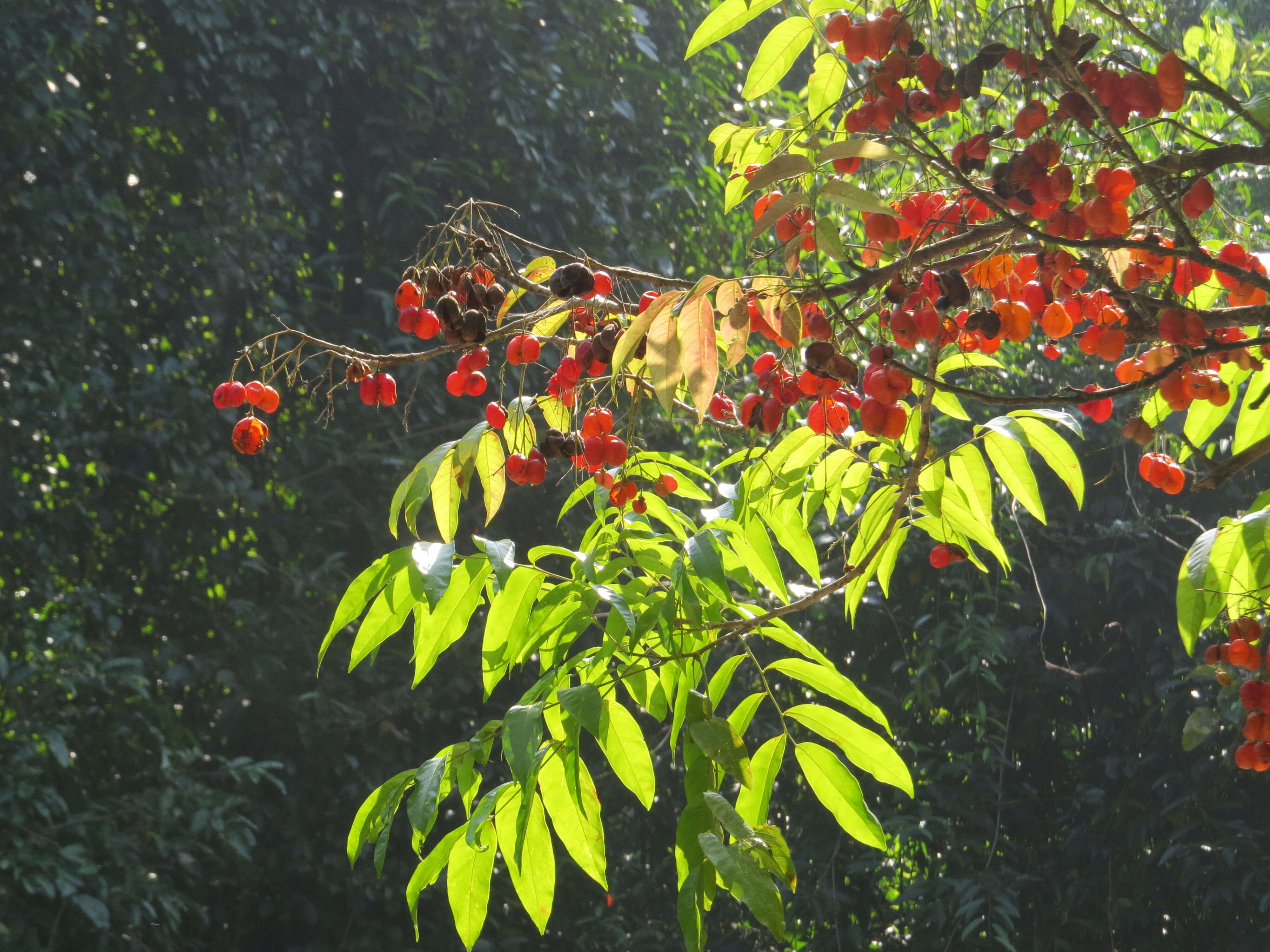 Image of tulip-wood tree