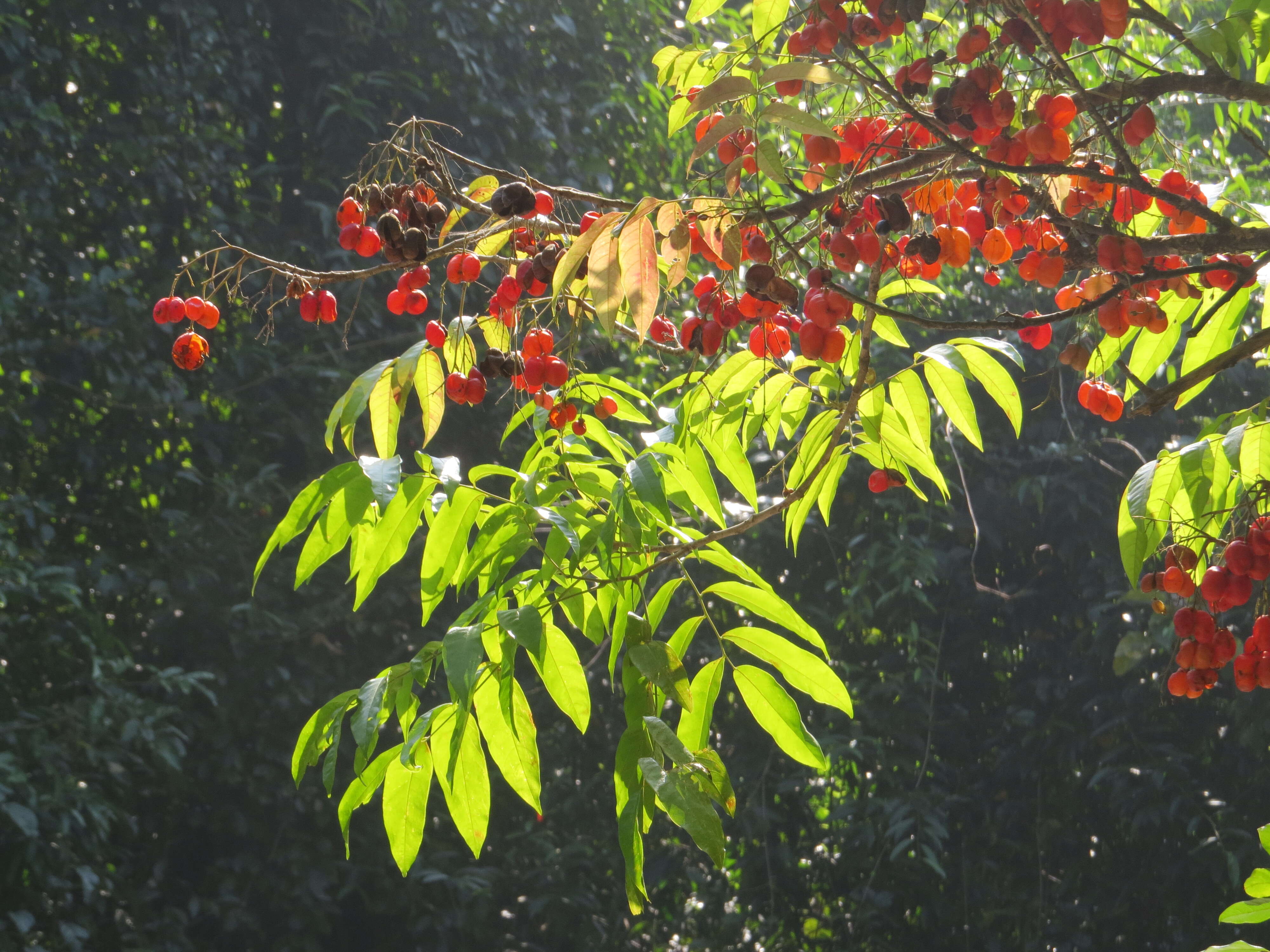 Image of tulip-wood tree