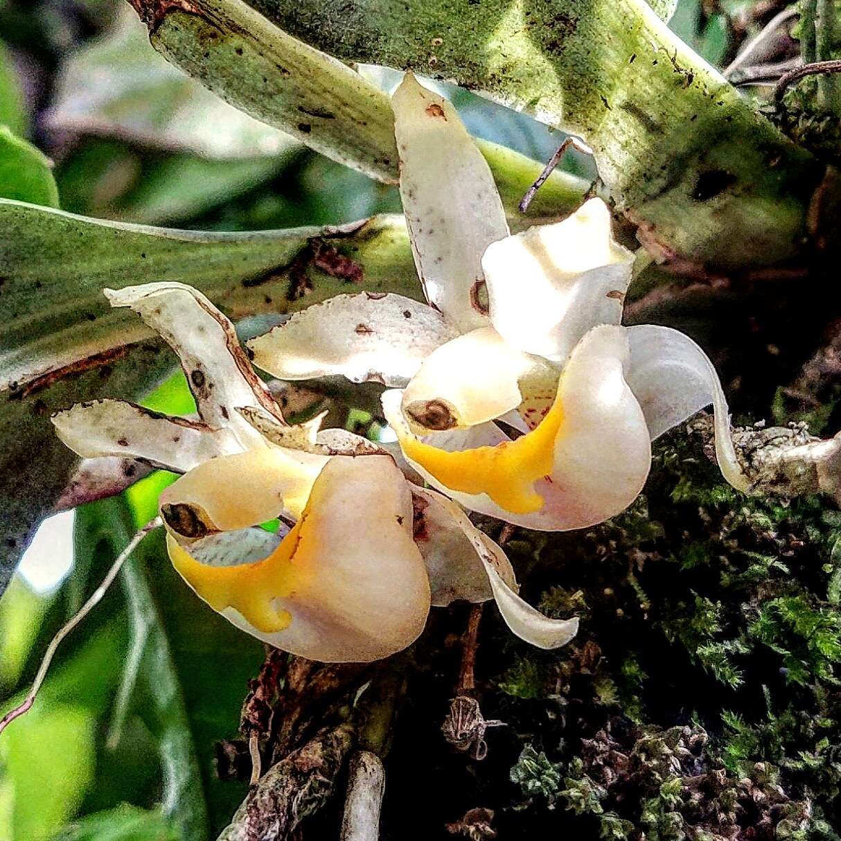 Image of Benzingia palorae (Dodson & Hirtz) Dressler