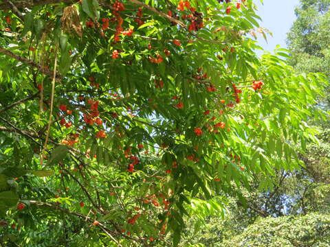 Image of tulip-wood tree