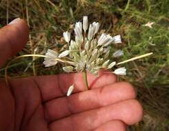 Image of Allium diomedeum Brullo, Guglielmo, Pavone & Salmeri