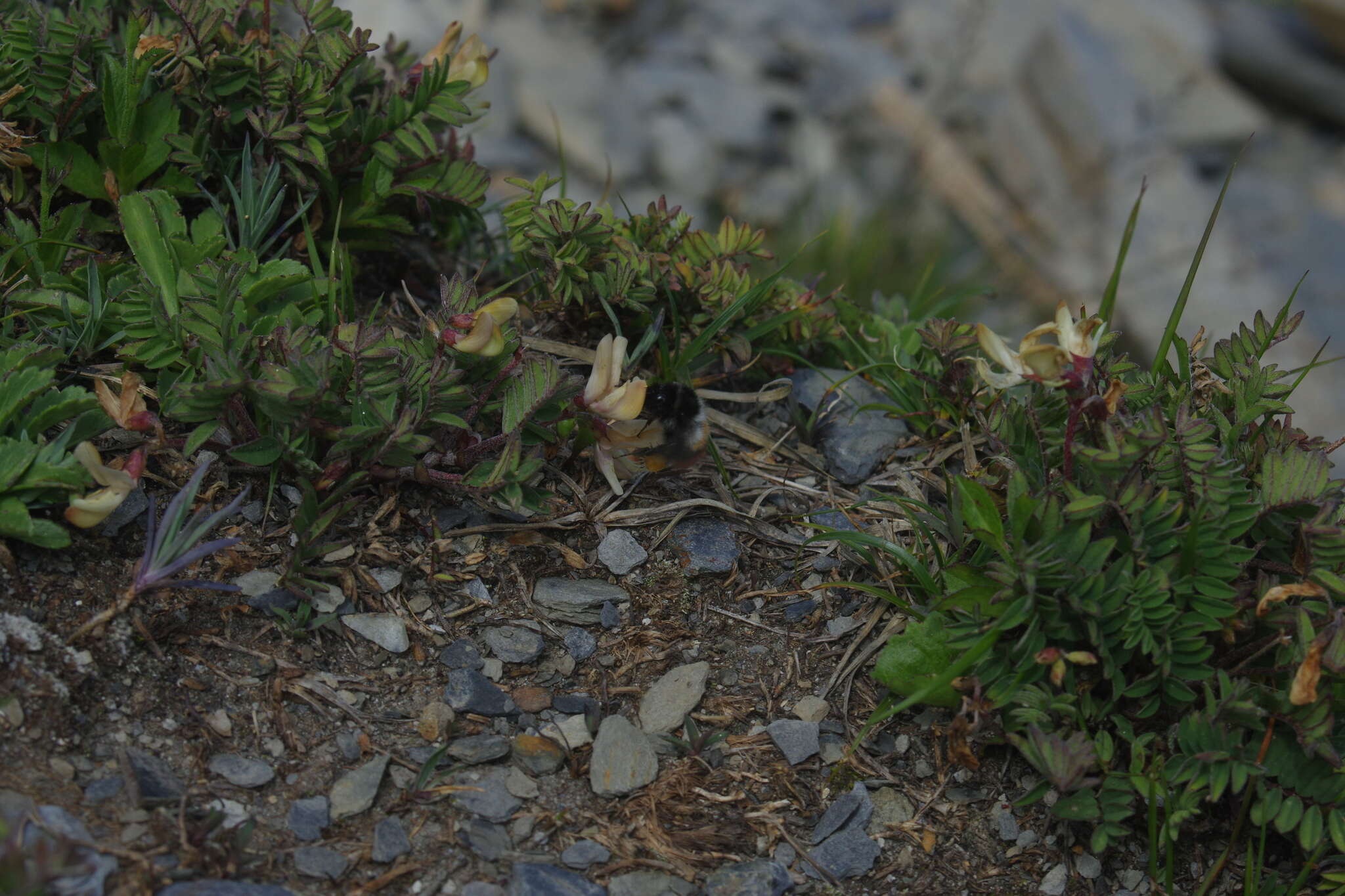 Image of Bombus formosellus (Frison 1934)