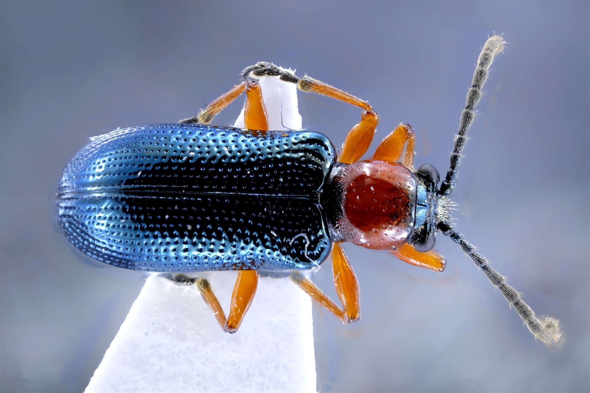 Image of Cereal leaf beetle