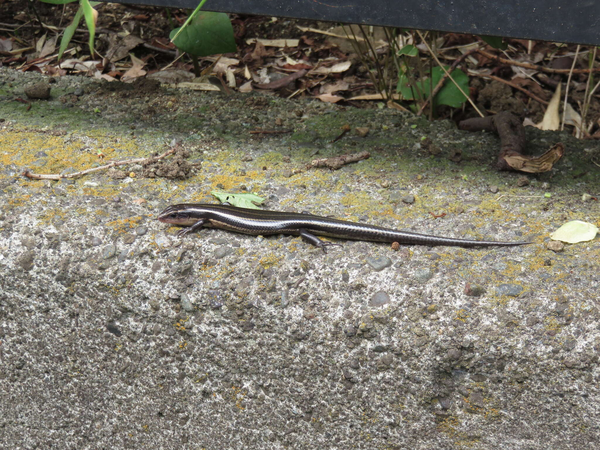 Image of Plestiodon finitimus Okamoto & Hikida 2012