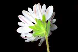 Image of hayfield tarweed