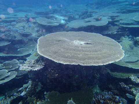 Sivun Acropora cytherea (Dana 1846) kuva