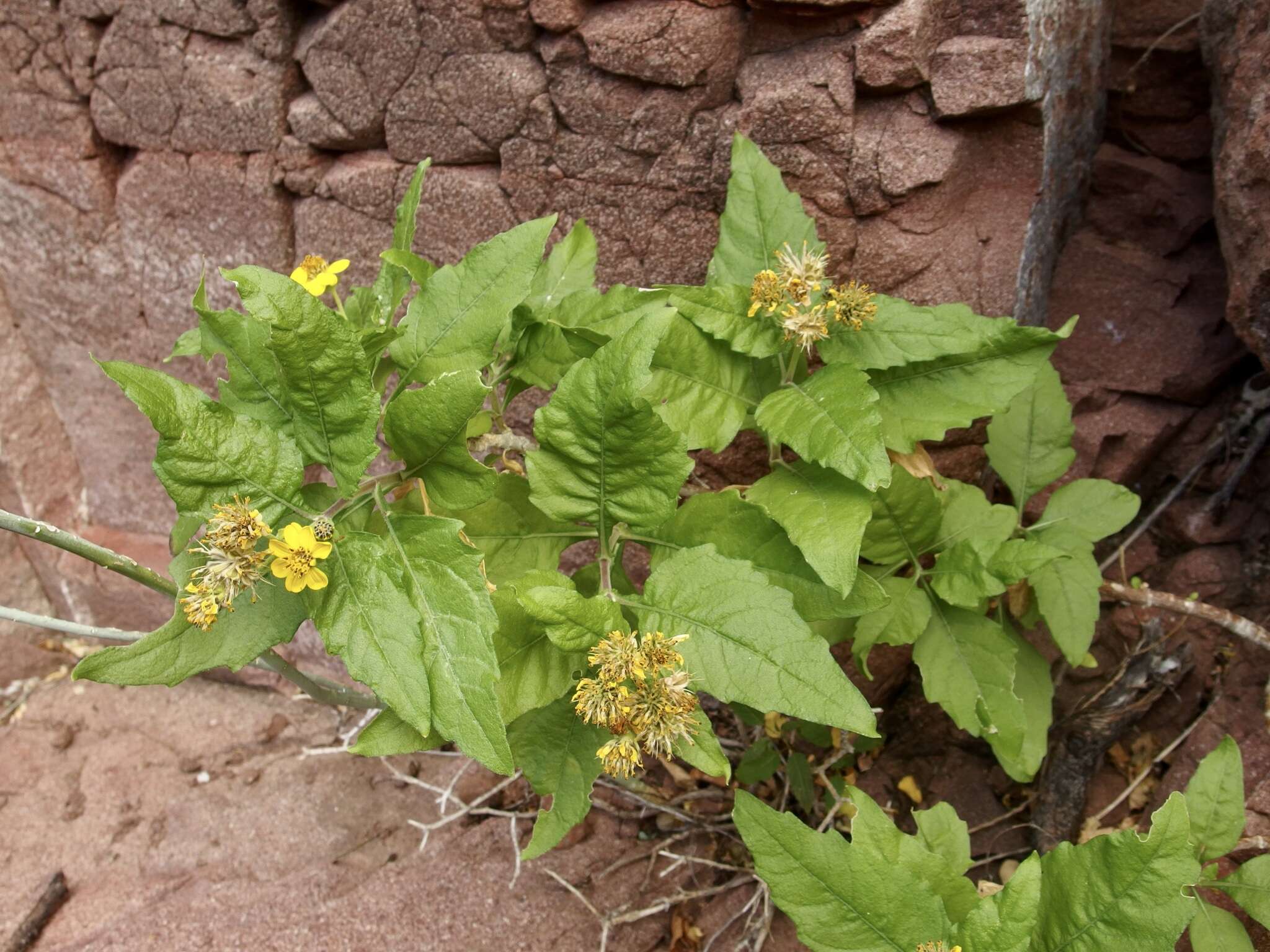 صورة Verbesina oligocephala I. M. Johnston