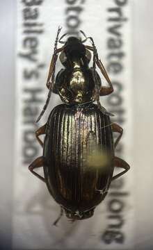 Image of Agonum (Olisares) errans (Say 1823)