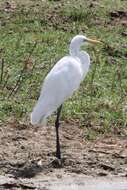 Image of Ardea alba melanorhynchos Wagler 1827