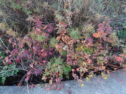 Слика од Rubus crataegifolius Bunge