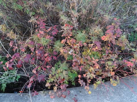 Image of Rubus crataegifolius Bunge