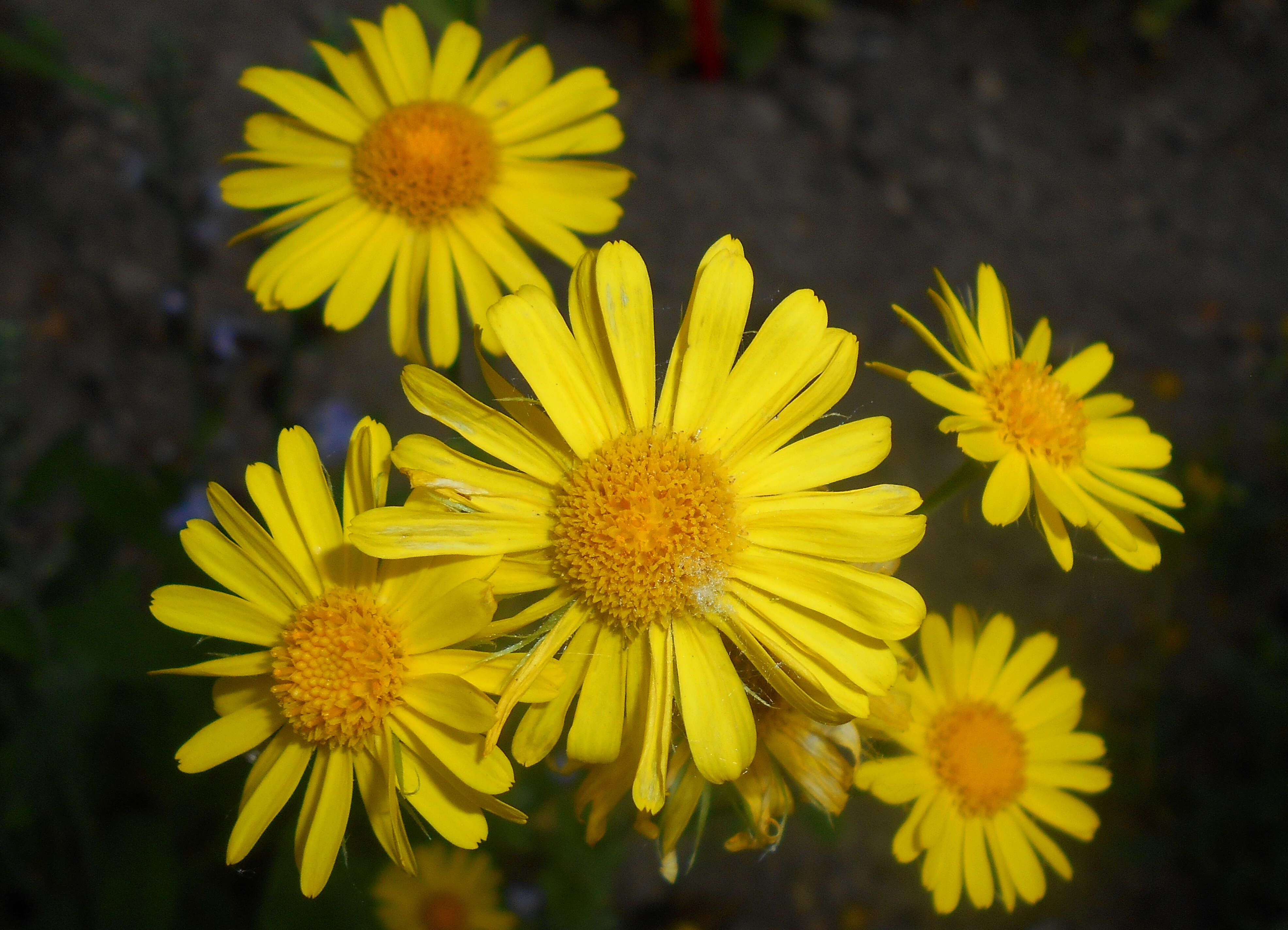 Imagem de Doronicum pardalianches L.