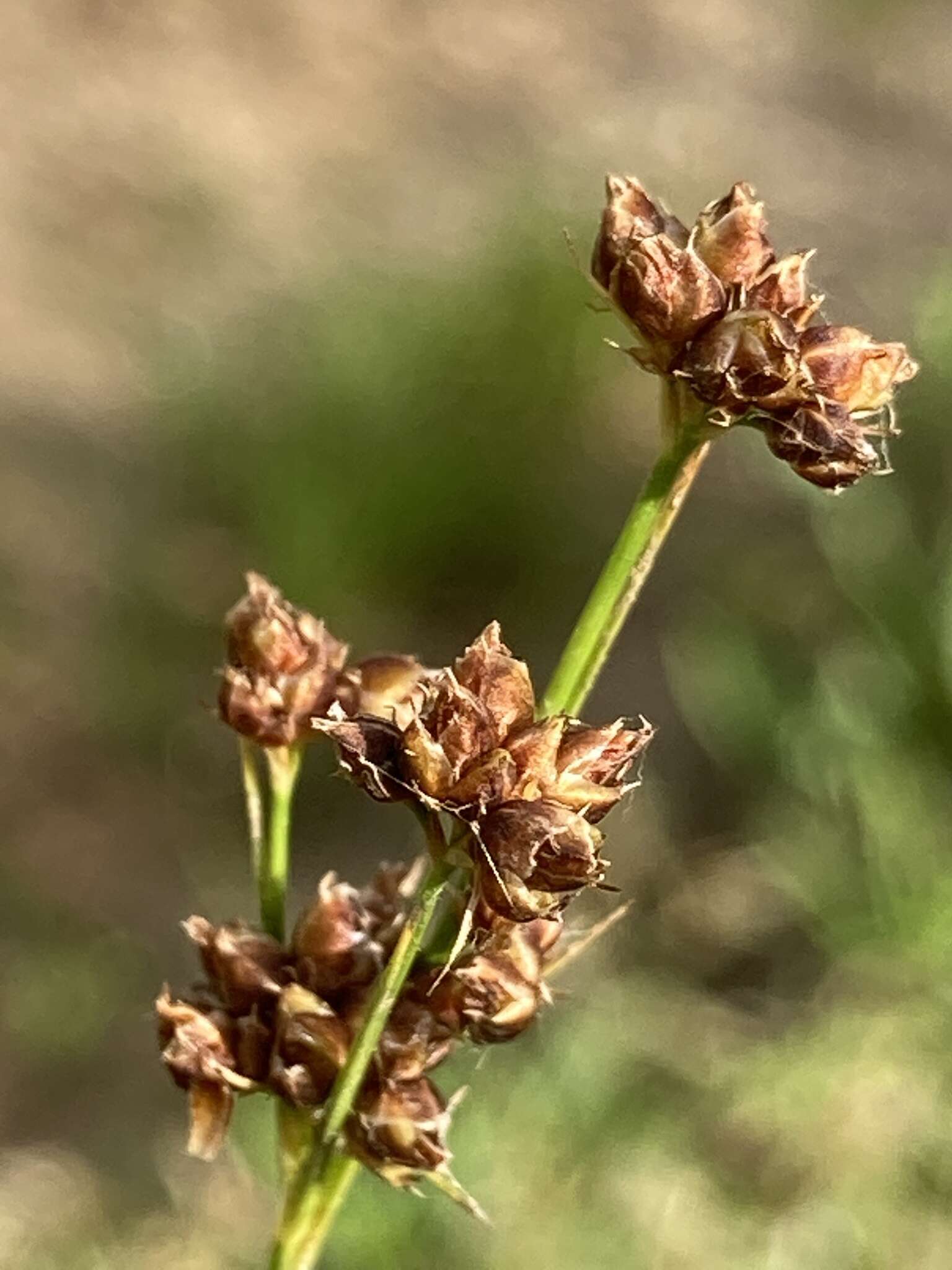 Image de Rhynchospora globularis (Chapm.) Small