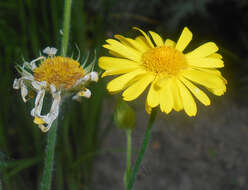 Doronicum pardalianches L. resmi