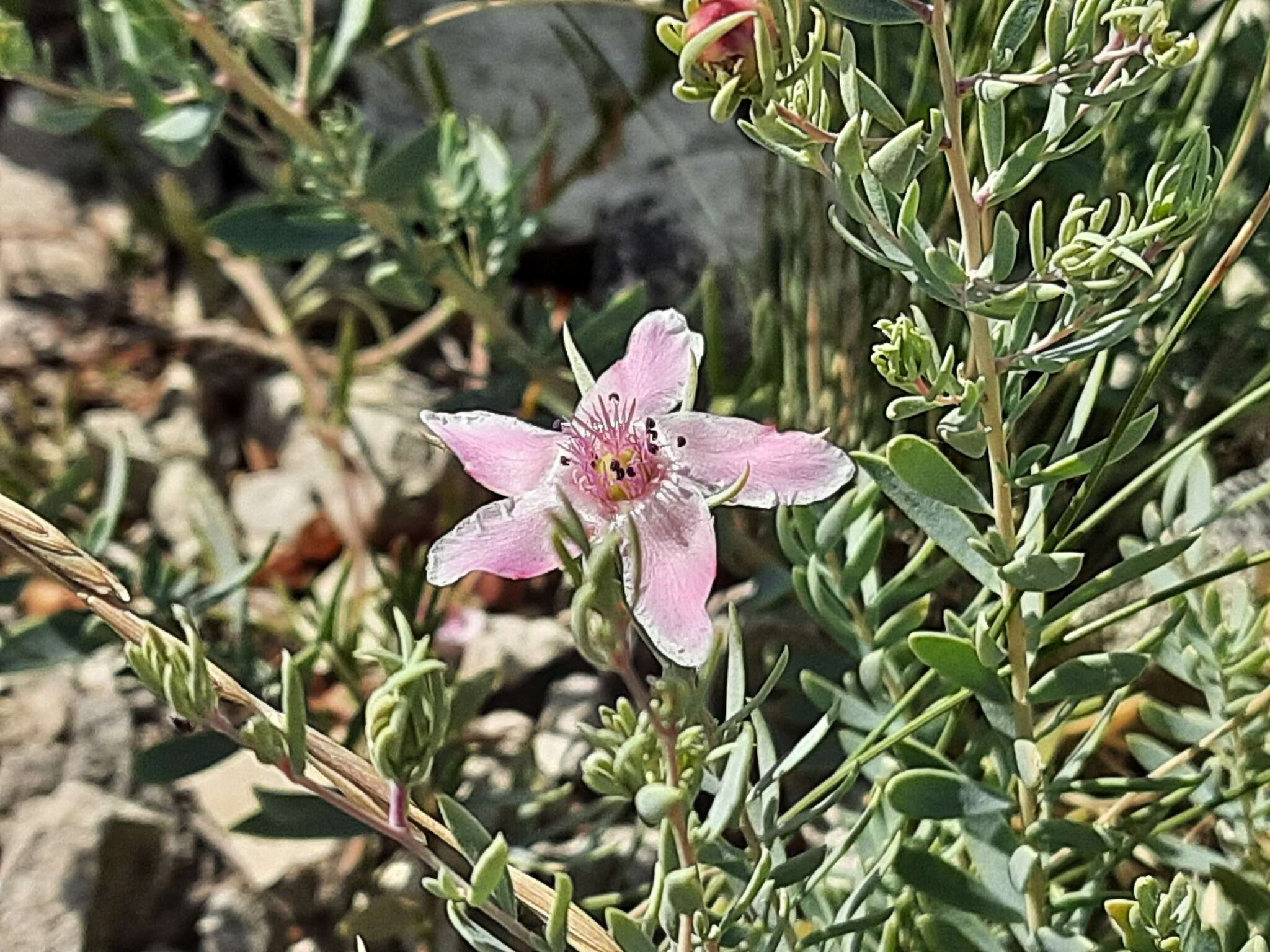 Image de Reaumuria alternifolia (Labill.) Britten