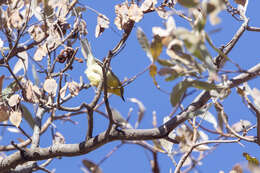 Image of Southern Greencap Eremomela