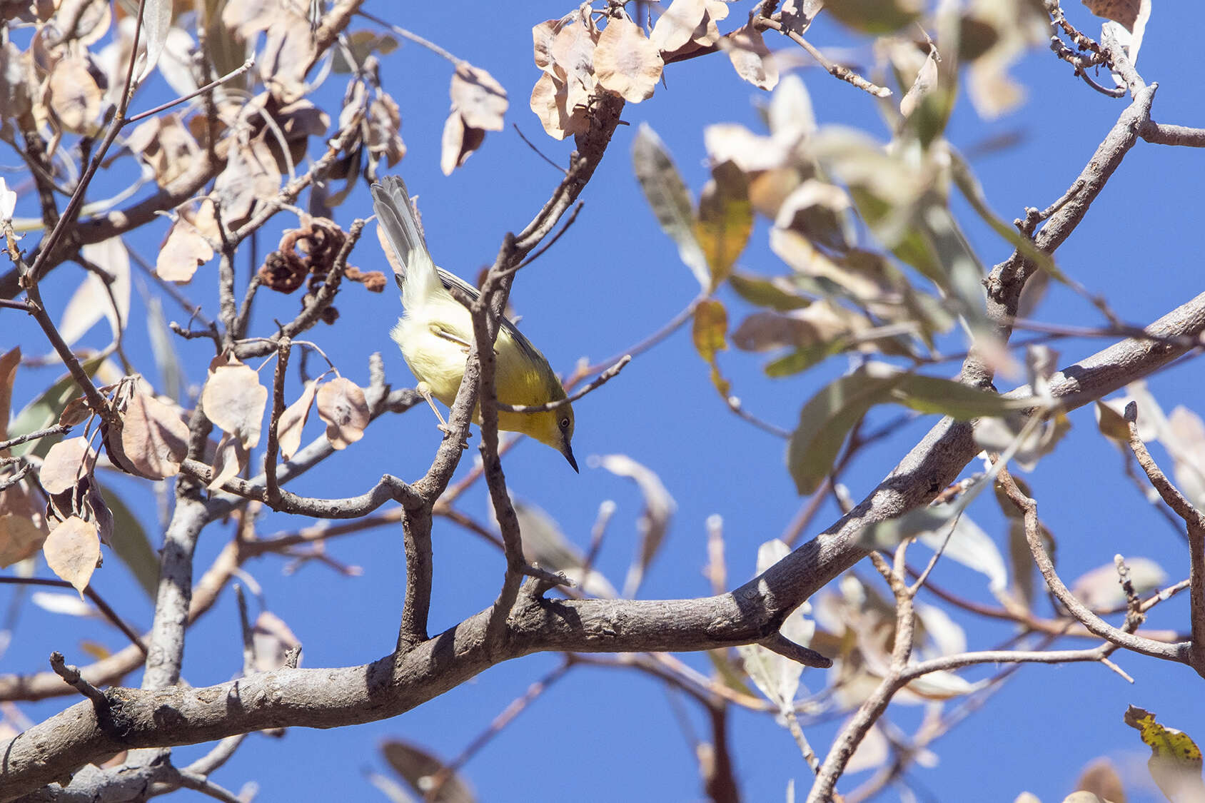 Image of Southern Greencap Eremomela