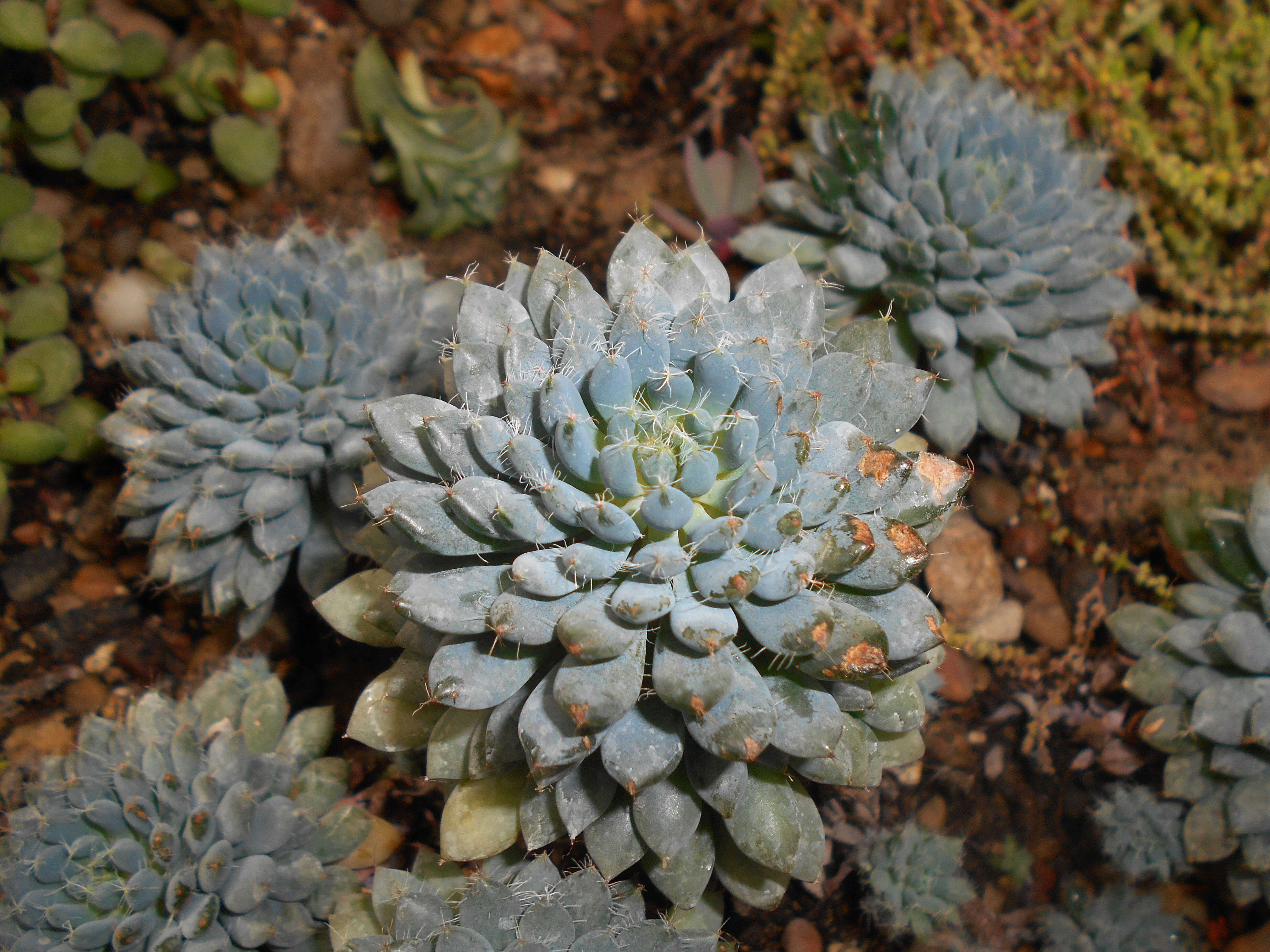 Image of Mexican Firecracker