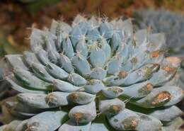 Image of Mexican Firecracker