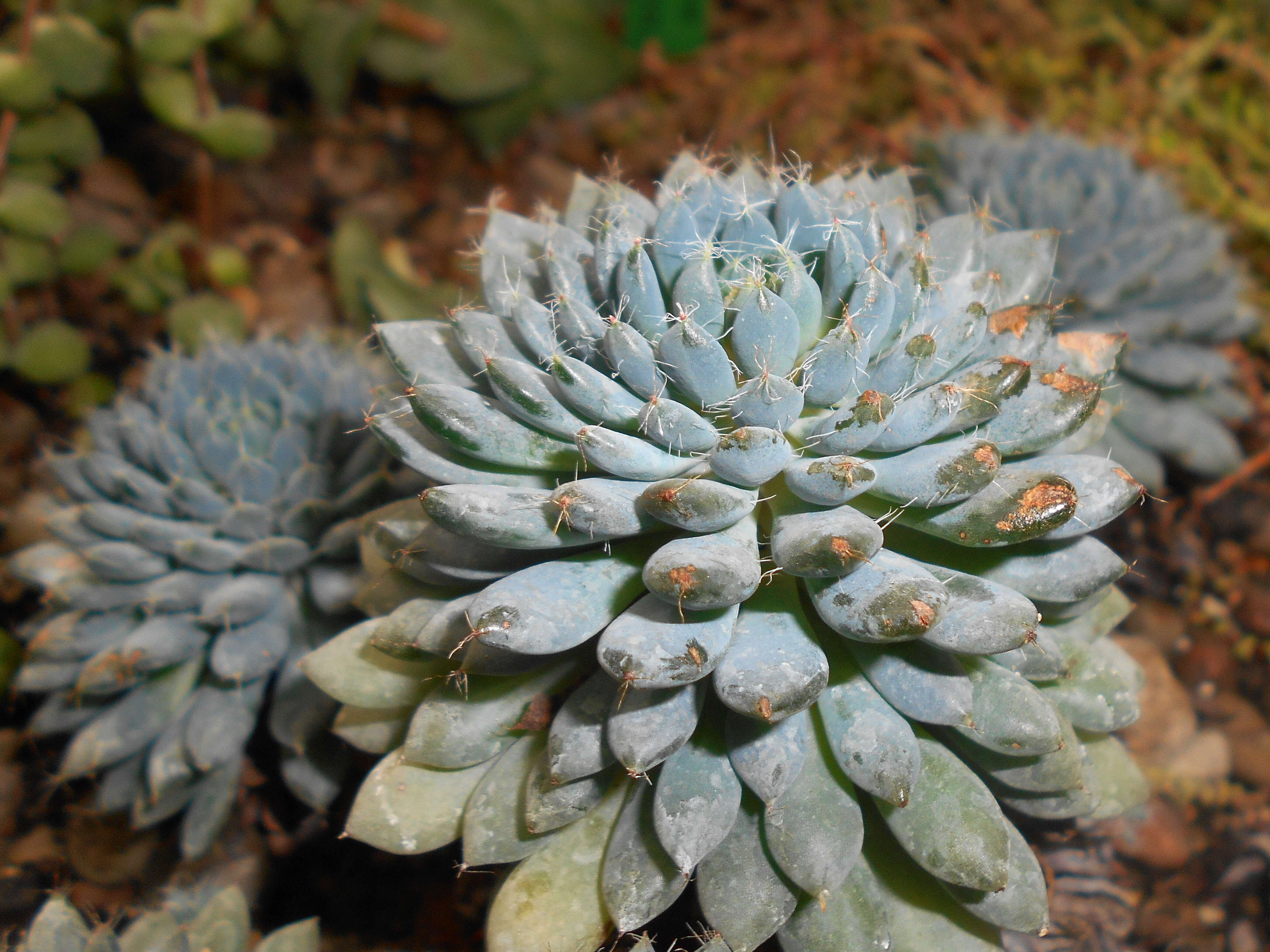 Image of Mexican Firecracker