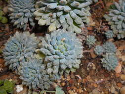 Image of Mexican Firecracker