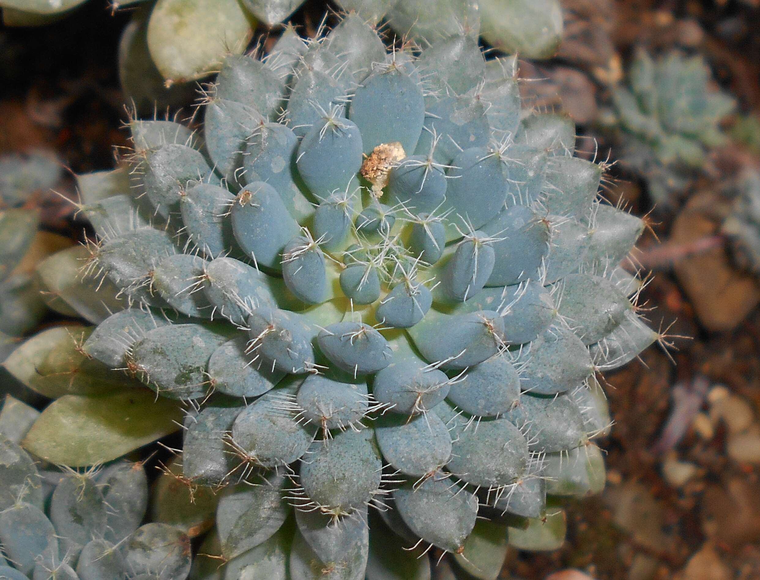 Image of Mexican Firecracker