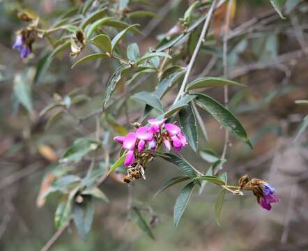 Image of Collaea speciosa (Loisel.) DC.