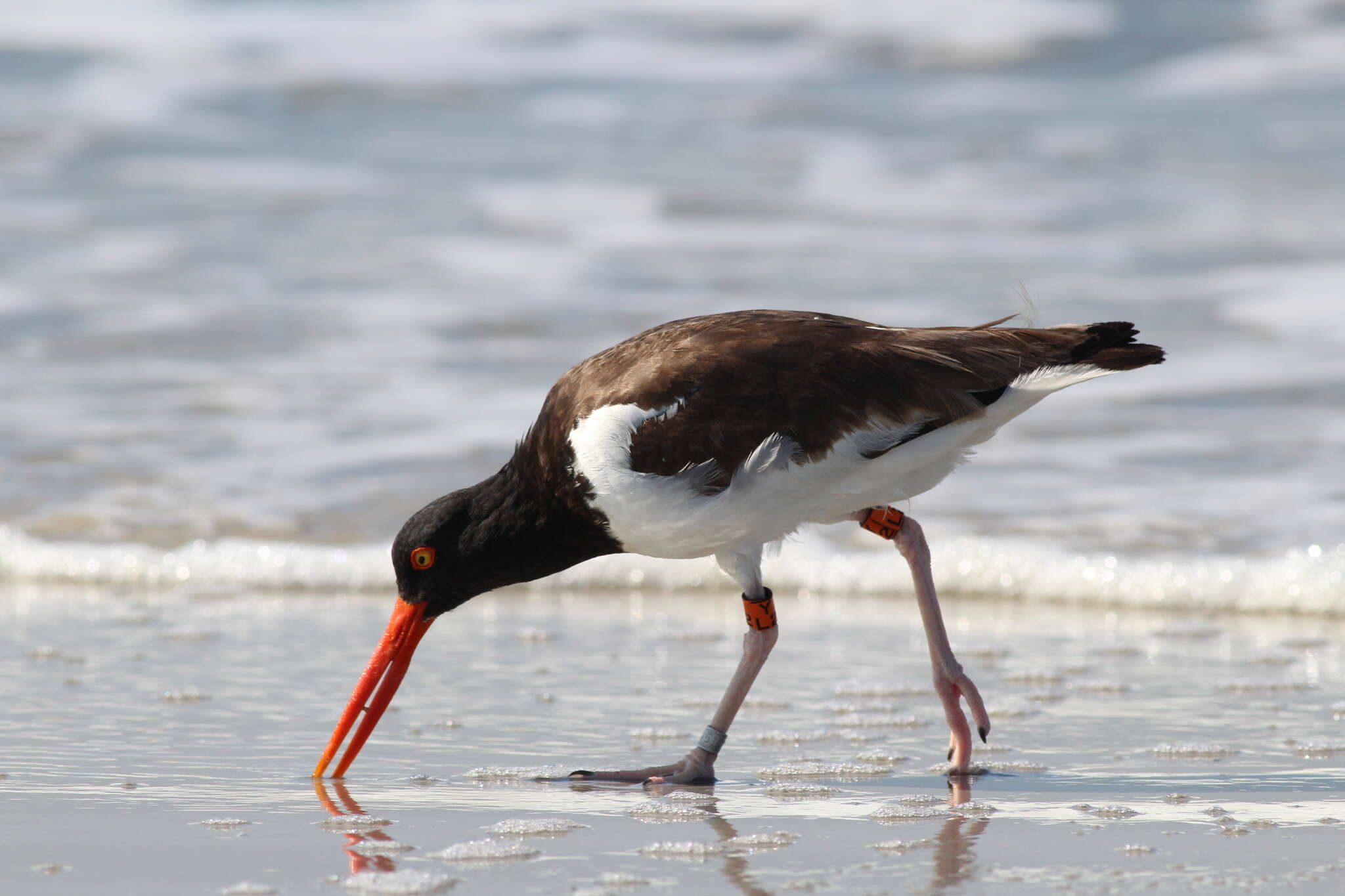 Image of Haematopus palliatus palliatus Temminck 1820